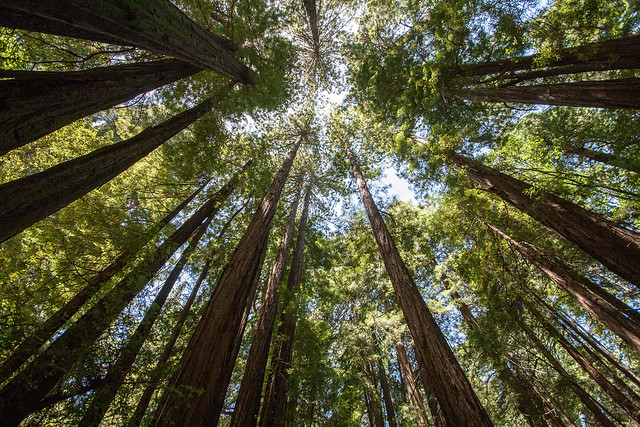 a photo looking up in to a tree canopy represents carbon offsets